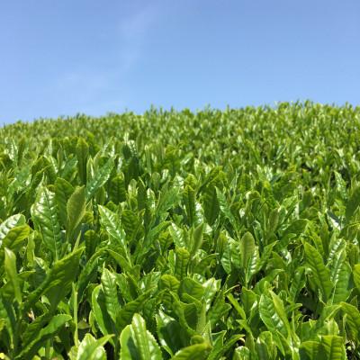 ふるさと納税 宇治田原町 宇治煎茶ティーバッグ　5g×20個入×3袋 |  | 03