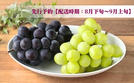 【2026年先行予約】家庭用 シャインマスカット＆ナガノパープル 約2kg（3~5房）｜ ぶどう