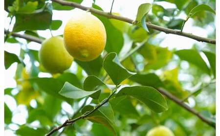 環境マイスターのレモン 2kg（無肥料／栽培期間中農薬を減らして栽培）【2025年11月上旬～2026年4月下旬発送予定】レモン 檸檬 れもん 果物 くだもの フルーツ ビタミン 酸味 果汁 果実 柑