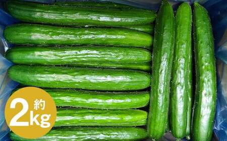 岩手にのへきゅうり【厳選品・Ａ品】2kg 【2026年7月中旬から2026年9月下旬発送予定】／きゅうり キュウリ 胡瓜 野菜 A品 新鮮 採れたて 直送 夏野菜 お取り寄せ 贈答用 ギフト 旬 産直 産地直送 二戸市 岩手県 漬物 国産