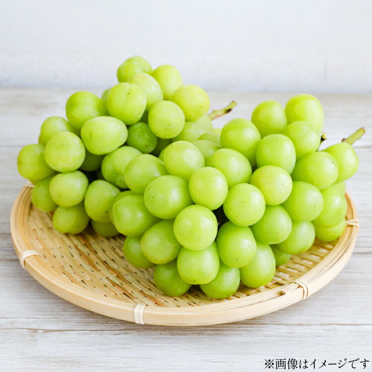 【ふるさと納税】【期間限定発送】 シャインマスカット 訳あり 贅沢ボリューム セット 2〜3房 1.6kg [tk06ayt380002 山形県 高畠町 Yamagenフルーツガーデンレコルト] ご家庭用 ぶどう ブドウ 葡萄 フルーツ 果物 くだもの 1.6キロ 甘い