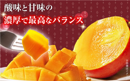 【先行予約】完熟プレミアム プリンセスマンゴー 2L×2玉 マンゴー まんごー フルーツ マンゴー プリンセスマンゴー 完熟マンゴー トロピカル マンゴー 長崎 マンゴーイチオシ マンゴー 【堀内フル