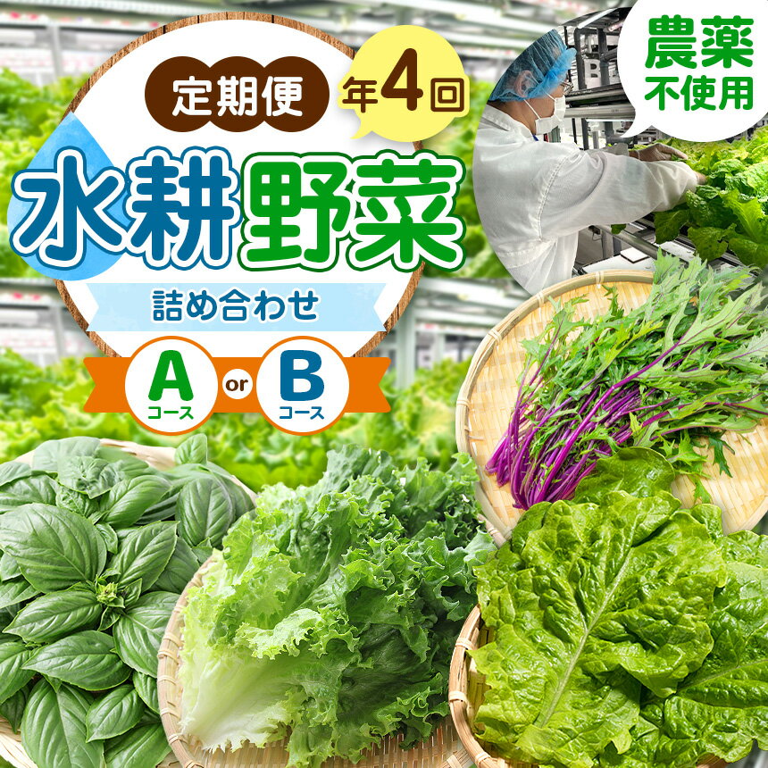 【 ふるさと納税 】【定期便4回】農薬不使用 水耕野菜詰め合わせ ＜Aコース＞＜Bコース＞【 3か月に1回お届け 】｜ふるさと納税 長野県 松本市 農薬不使用 水耕 野菜 サラダ ベビーリーフ 健康