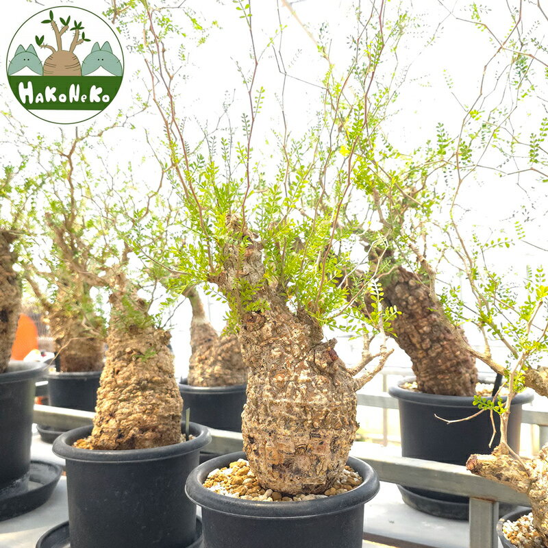 【ふるさと納税】オペルクリカリア・パキプス「塊根植物の王様」(発根管理済) Z12｜観葉植物 コーデックス 盆栽 鉢植え インテリア ハコネコ [0598r]