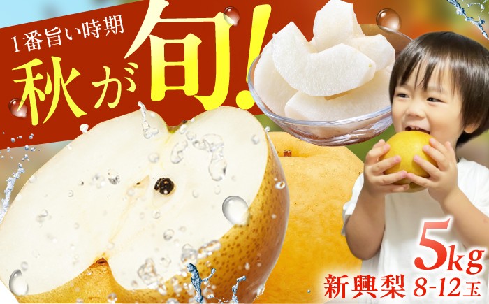 
                  【★先行予約★ 2026年10月上旬以降発送】梨（新興）約5kg なし ナシ 梨 新興 果物 くだもの 梨 果汁 フルーツ デザート 旬 梨 甘い 食感 丸い 産地直送 梨 広川町 / JAふくおか八女農産物直売所どろや [AFAB059]
                