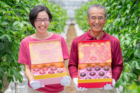 【 先行予約 2025年 発送 】 沖縄情熱農園 農薬不使用栽培 パッションフルーツ 「情熱の女神」 1kg (化粧箱) 贈答用 贈答品 ギフト 沖縄県産 果物 フルーツ くだもの 産地直送 農家直送