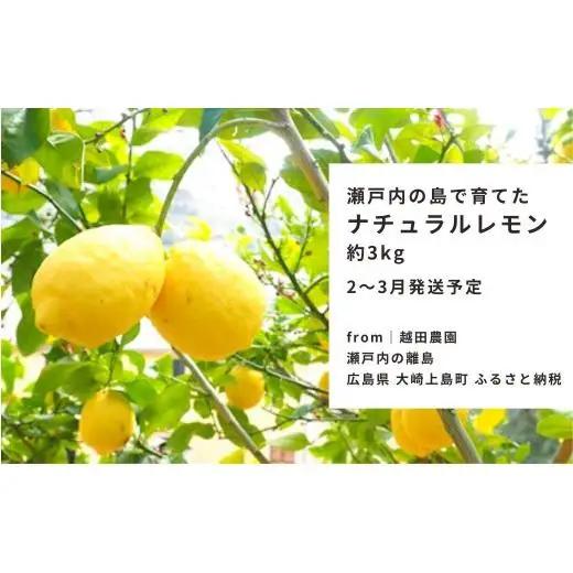 瀬戸内レモン  約3kg  【 2027/2月  ～ 3月発送 先行予約 】 ワックス 防腐剤不使用
