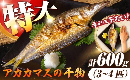 特大アカカマスの開き 干物 計600g（3～4枚）《壱岐市》【馬渡水産】干物 ひもの ヒモノ himono かます カマス アカカマス 赤カマス 干物 ひもの 魚 魚介 海鮮 家族 おかず 干物 簡単 冷凍 魚 干物 ひもの himono かます カマス 赤カマス 冷凍配送 長崎 壱岐 干物 魚 海鮮 魚介 干物 ひもの himono おかず ごはん ご飯 干物 ひもの [JAQ036]