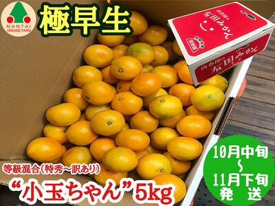 極早生 有田 みかん 小玉ちゃん 等級 混合 5kg 南泰園 和歌山 有田みかん