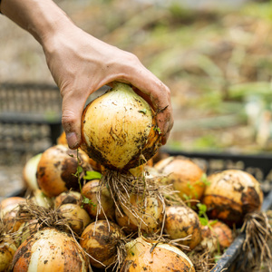 生命の農法（無化学農薬・無化学肥料栽培）玉ねぎ　５ｋｇ