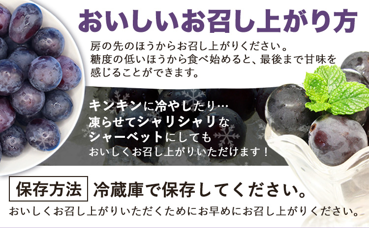 巨峰 ぶどう 2kg (約4～5房) ブドウ フルーツ 葡萄《8月中旬-9月下旬頃出荷》 直鞍農業 協同組合 ---skr_cjakyoho_k8_26_14000_2kg---