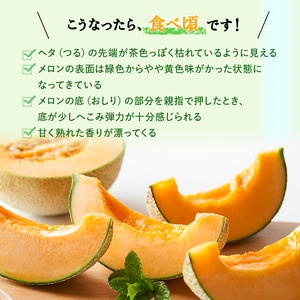 【糖度限界突破】ふらの赤肉メロン Lサイズ（約1.7kg/玉）2玉 2025年発送 北海道 富良野 上富良野 ふらの 赤肉 メロン めろん フルーツ 果物 ふるーつ