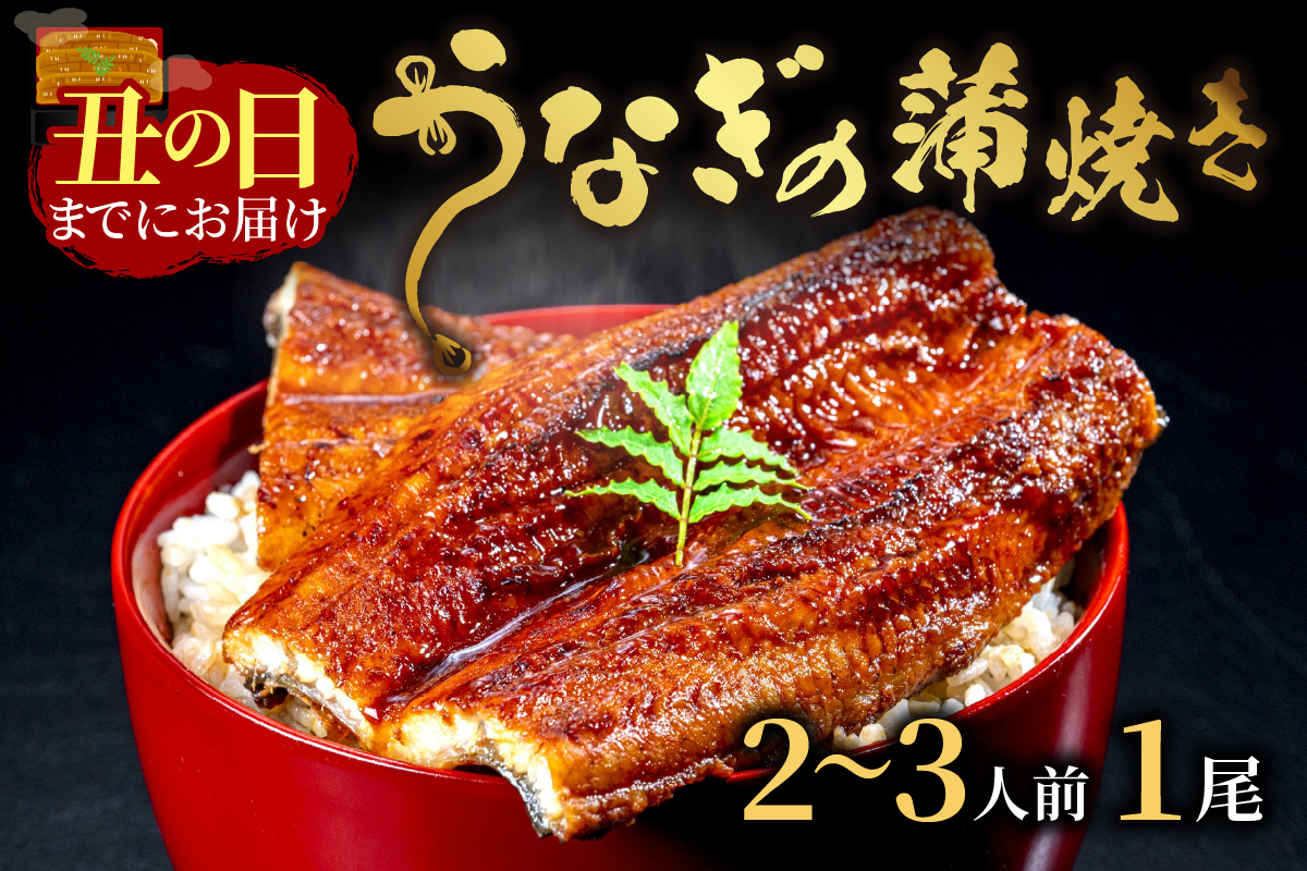 【土用の丑の日までに届く！（7月30日～8月1日配送）】うなぎの蒲焼き2～3人前(1尾)　AN00084