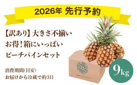 ＜訳あり！＞2026年 先行予約 大きさ不揃い お得！箱にいっぱいピーチパイン9kgセット