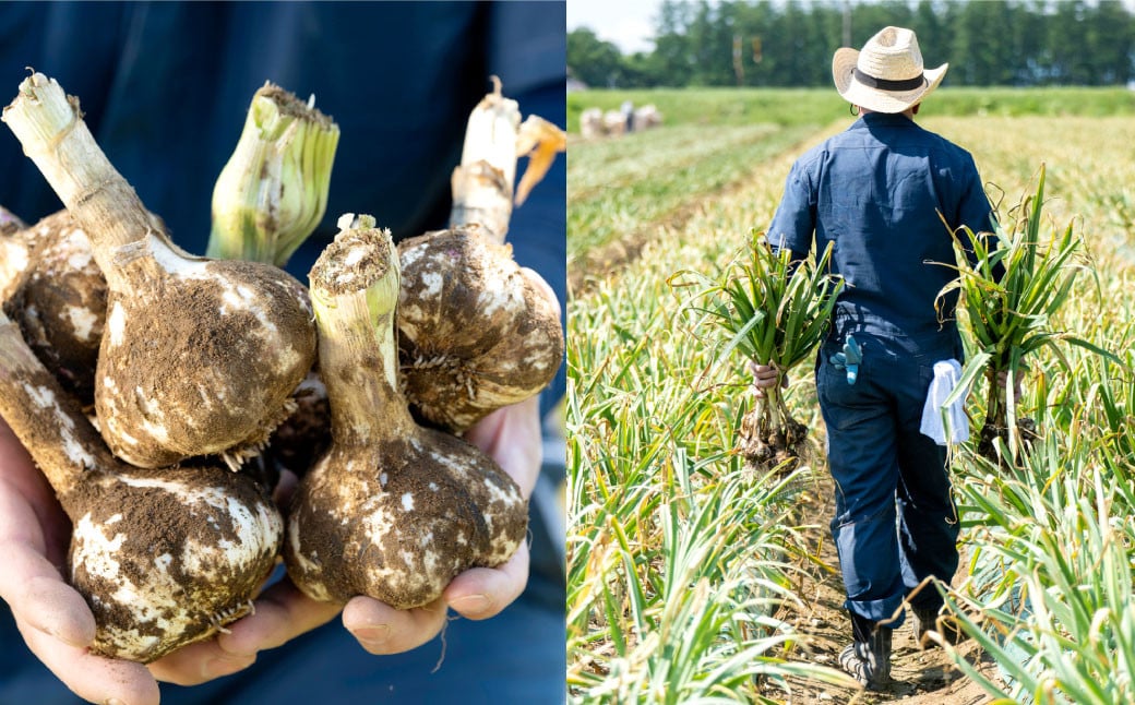 芳醇な香りと上質な風味を探求！北海道 十勝 中札内村 鎌田農園の至高にんにく 大玉 （Lサイズ） 6個入り にんにく ニンニク 大蒜 【2025年10月上旬～2026年4月上旬に順次発送予定】  [0