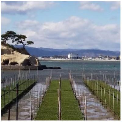 ふるさと納税 相馬市 松川浦産あおさのり　250g |  | 01