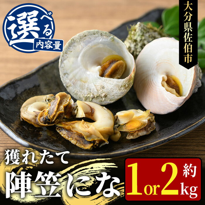 【ふるさと納税】＜内容量が選べる＞陣笠にな (約1kg・約2kg) 魚介 貝 にな ニナ 酒蒸し 網焼き バター焼き バーベキュー 獲れたて 冷蔵 海の直売所 大分県 佐伯市【AS125・AS84】【海べ (株)】