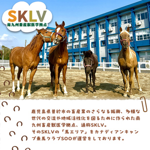 【 乗馬技能認定取得 チケット 】初心者向け ライセンス 取得 プラン (乗馬技能認定 ウエスタン5級) 30分レッスン×10回 小学1年生以上 ( 1名様・テキスト受験料込み) 体験 【曽於市観光協