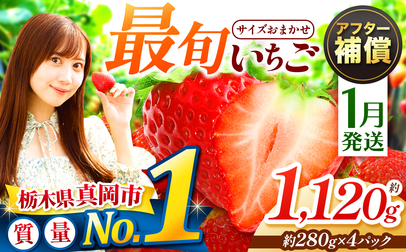 大人気！ 最旬とちあいか 約1120g 4パック いちご | おいしい 取り寄せ プレゼント | 生産量 日本一 果物 フルーツ 苺 イチゴ 2026年分 シーズン 先行受付