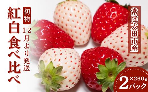 【ふるさと納税】【2026年/先行予約】初物 紅白食べ比べ いちご 2パック × 1箱【12月発送】｜ 白いちご 珍しい 苺 イチゴ 食べ比べ 希少 香り 大粒 いちご 厳選 フルーツ 苺 イチゴ 朝採れ 糖度 酸味 バランス 濃厚 初物 甘い 果肉 健康 果物 贈り物 先取り 茨城県 常陸太田