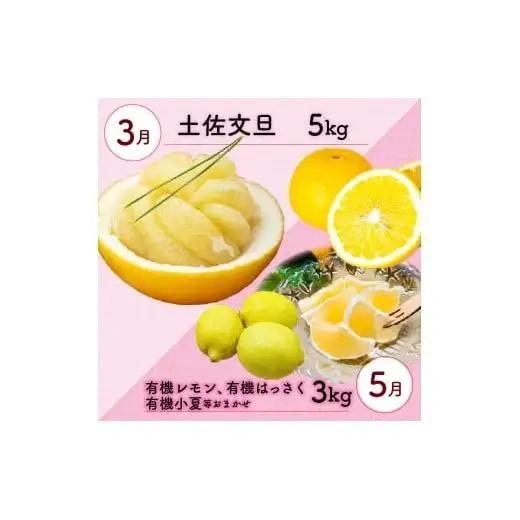 全 3回 3ヶ月 果物 定期便 ぽんかん 土佐文旦