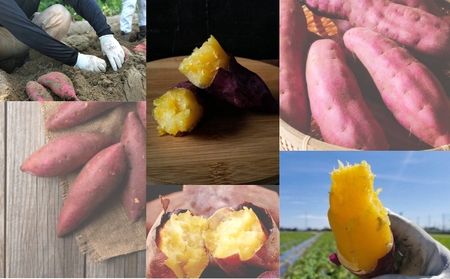 鳴門市大津産　旨味金時 5kg