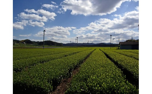 【高島屋選定品】<川原製茶>煎茶と急須セット　玉露・深蒸し煎茶 TSY-04-05