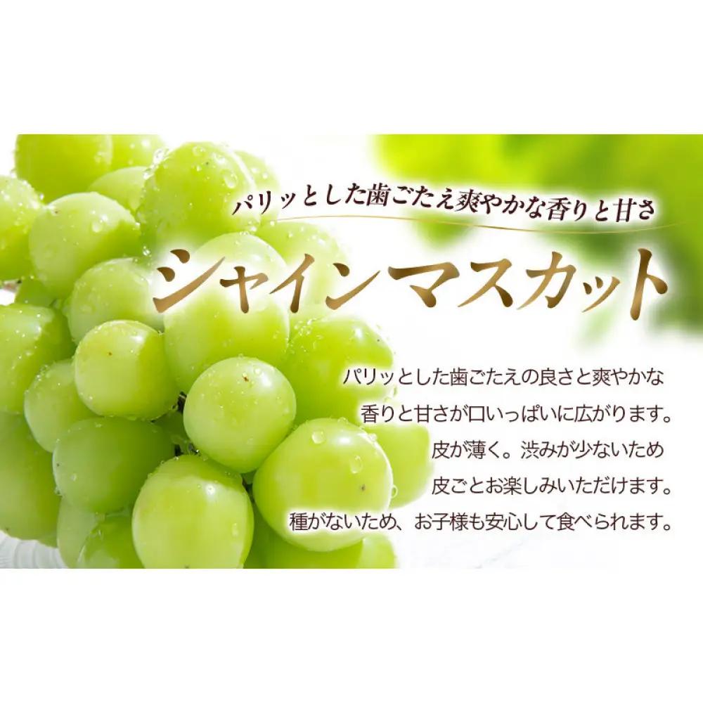 長野市産 クイーンルージュ＆シャインマスカット 1kg【2026年9月中旬以降出荷分】 | シャインマスカット 食べ比べ