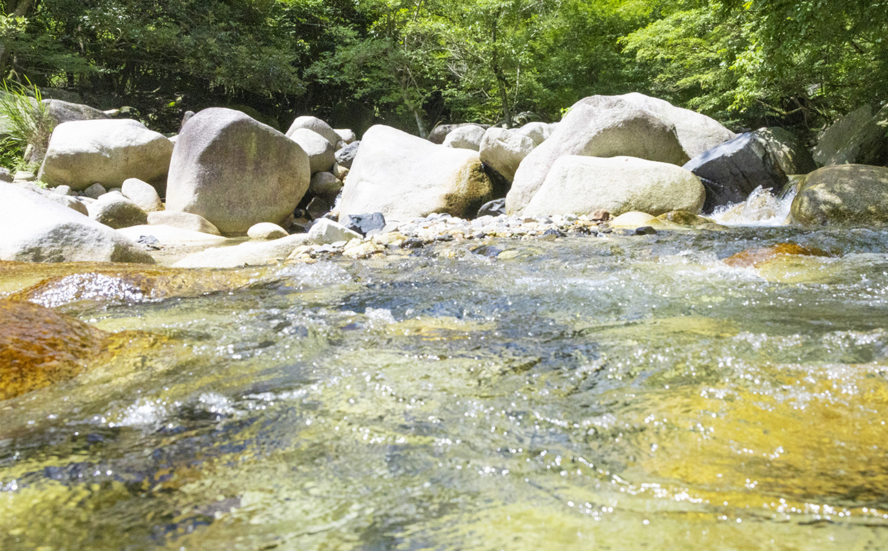 三重県産のブランドポーク「さくらポーク」を使用した、つくだ煮屋のたまり叉焼（チャーシュー）1個【チャーシュー丼 丼ぶり どんぶり 豚肉 ぶた たまり醤油 ごはんのお供 おかず おつまみ 晩酌 三重県 