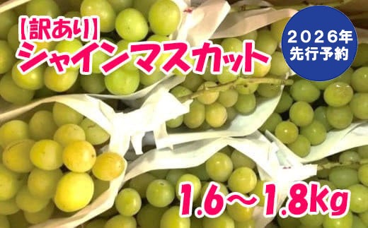 【2026年発送分 先行予約】【訳あり】徳用シャインマスカット(1.6～1.8kg) 　 訳アリ 訳あり品 シャイン マスカット ぶどう ブドウ 葡萄 徳用 家庭用 ご家庭用 旬 新鮮 くだもの 果物 フルーツ 山梨 やまなし 富士川町