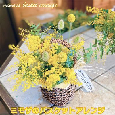 ふるさと納税 ひたちなか市 (3月発送)ミモザのバスケットアレンジ【限定品】おしゃれなお花をインテリア・壁飾り・プレゼント に!