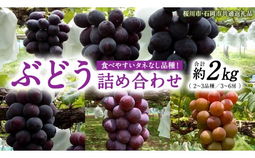 
                  《 2026年 収穫分 》 種なし ぶどう 食べ比べ 2kg 3房 ～ 6房 (桜川市・石岡市共通返礼品) 先行予約 石田ぶどう園 国産 茨城県 桜川市 ぶどう ブドウ 葡萄 果物 くだもの フルーツ 旬 人気 採れたて 新鮮 産地直送 贈答 ギフト セット 詰合せ 詰め合わせ [FB011sa]
                