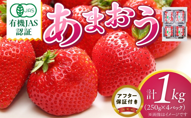 
                  有機あまおう250g×4パック _ 有機 あまおう 250g 4パック 計 1000g オーガニック いちご ストロベリー 特別栽培 認証 アフター保証付き 安心 安全 やさしい甘み 香り ジューシー 果物 果汁 フルーツ スイーツ デザート 冷蔵 お取り寄せ 福岡県 久留米市 送料無料 _Fi078
                