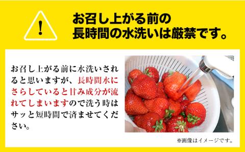 【数量限定】ゆうべに 約1,000g（約250g×4パック）いちご 苺 ゆうべに《3月出荷予定》---hkw_cjaybn_ac3_r8_10000_4p---