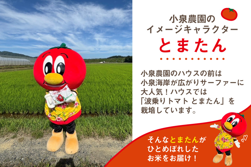 3回 定期便 米 宮城県産 とまたんのひとめぼれ 10kg (5kg×2袋) 総計30kg [サンフレッシュ小泉農園 宮城県 気仙沼市 20566086] ひとめぼれ ブランド米 白米 精米 ご飯 ご
