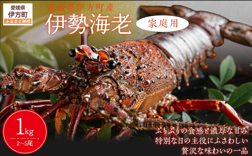 【家庭用】伊勢海老（2～5尾・総量1kg） ※離島への配送不可（2026年9月より順次発送） IKTB028 