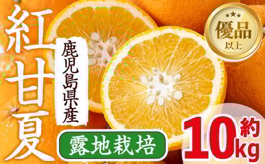 i047 ≪2026年2月中旬～5月中旬の間に発送≫紅甘夏(約10kg) 紅甘夏 紅あまなつ あまなつ 甘夏 みかん ミカン 蜜柑 果物 くだもの フルーツ 柑橘 10kg 国産 おやつ 旬 【JA鹿児島いずみ(果実課)】