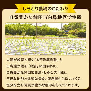 干し芋（スティックタイプ）訳あり品　200g（100g×2パック）