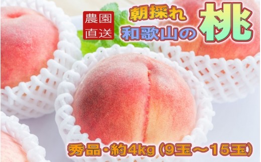 
                  【農園直送】朝採れ和歌山の桃　約4kg・秀品【2026年度発送分】※2026年6月下旬～2026年8月上旬頃順次発送【tec911B】
                