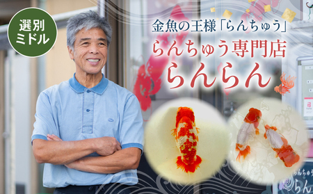 【ミドル】 らんちゅう 飼育歴40年 ベテラン店主 日本らんちゅう協会 らんちゅう専門店 らんらん 蘭鋳 金魚 観賞魚 生き物 魚 生体 埼玉県 羽生市