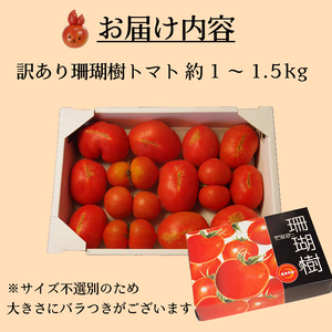 【2027年先行予約】 訳あり トマト 珊瑚樹 約1.5kg 2027年4月発送 トマト