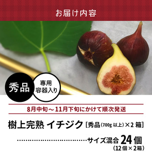 SDGs米糠循環農法で育てた樹上完熟イチジク秀品700g以上（サイズ混合12個）×2箱　潰れにくいイチジク専用容器入り【産地直送2026年8月より順次出荷】_イチジク 秀品 700g 以上 サイズ混合