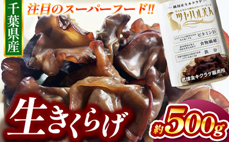 生キクラゲ 約500g | きくらげ 農薬（化学肥料）：栽培期間中不使用