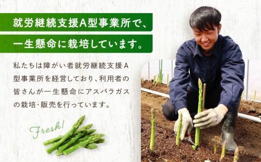 【2025年発送 先行受付】2Lサイズ以上 ひだっこアスパラガス 0.5kg アスパラ  野菜 やさい 産地直送 春  夏   採れたて グリーンアスパラガス 期間限定 ひだっこの里  CM003VC