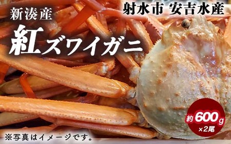 紅ズワイガニ 約600g×2尾【安吉水産】｜ずわい蟹 ずわいガニ ズワイガニ 紅ズワイガニ ※離島への配送不可 ※2025年9月中旬～2026年3月下旬頃に順次発送予定 ※発送まで1か月以上かかる場合があります。