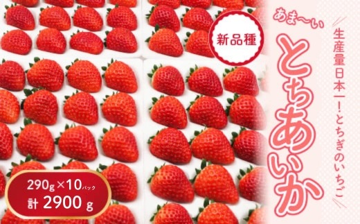 【先行予約】【数量限定】とちあいか 290g×10パック｜いちご イチゴ 苺 先行予約 栃木県 果物 くだもの フルーツ とちあいか 新鮮 贈答 ギフト 食べ比べ 真空パック ※2025年11月上旬頃より順次発送予定
