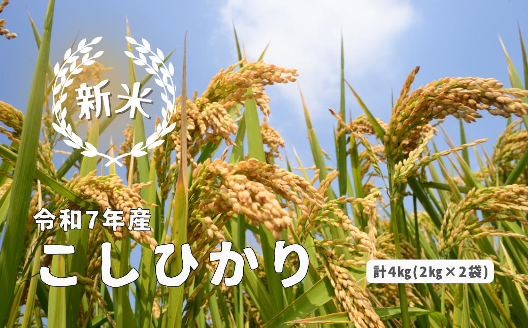 
            150287 【令和7年産】しまね川本 こしひかり 4kg（2kg×2）
          
