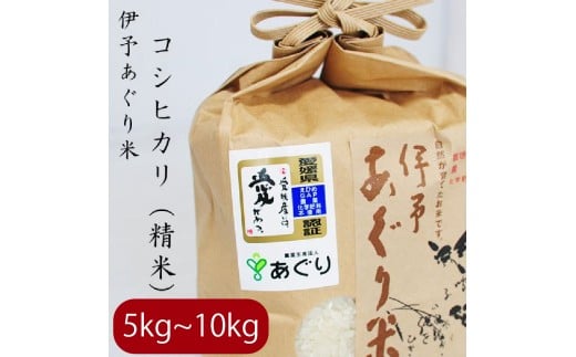 【選べるキロ数】米 精米 5kg 伊予あぐり米「コシヒカリ」 令和7年産 米 農薬・化学肥料不使用 米 精米 令和7年産 米 お米 こめ 農薬・化学肥料不使用 こだわりのお米 愛媛県 松前町 松前 まさき 愛媛 えひめ おこめ 有限会社あぐり 愛媛県産米 松前町産米 美味しいお米 おにぎり  お米 贈答 贈り物 愛媛県 松前町 有限会社あぐり　