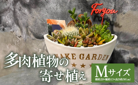 多肉植物の寄せ植え　Mサイズ 人気 インテリア 室内