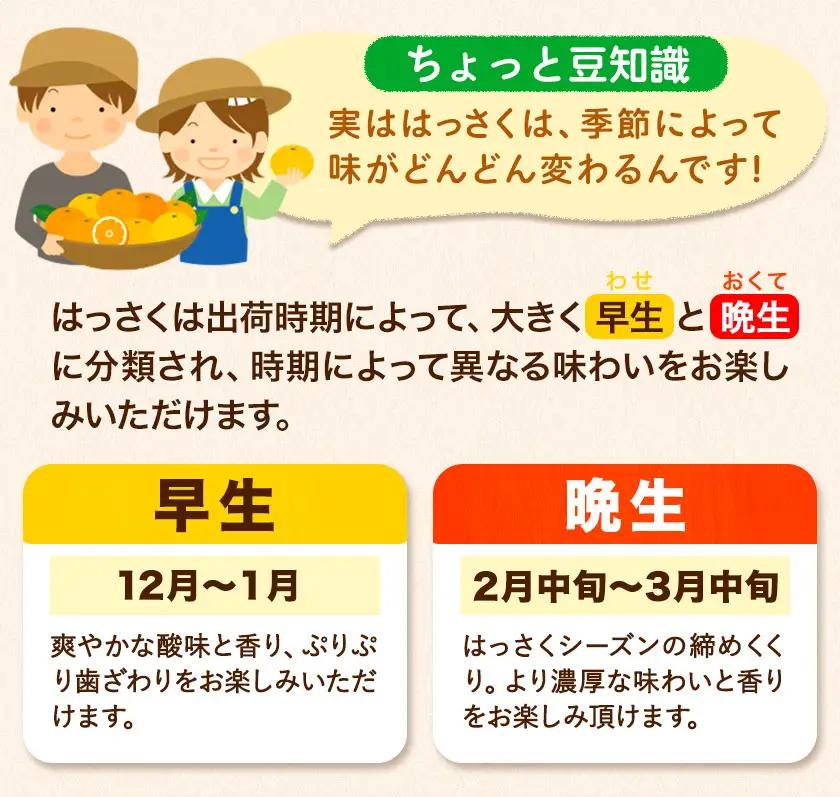 八朔 はっさく 約4kg